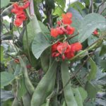 Small, bright red flowers grow alongside long green beans and leaves