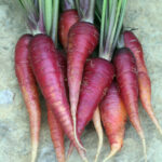 A pile of deep red-purple carrots with light colored tips and purple and green stems on a rock surface