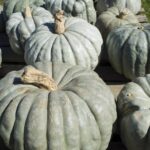 Several round, gray-green pumpkin squashes sitting in the sunlight