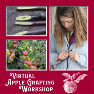 Three images on a red background, a close up of apple tree cuttings, an apple tree, and a woman cutting a piece of scionwood with a grafting knife. The bottom of the image says "Virtual Apple Grafting Workshop" next to a sketched graphic of an apple