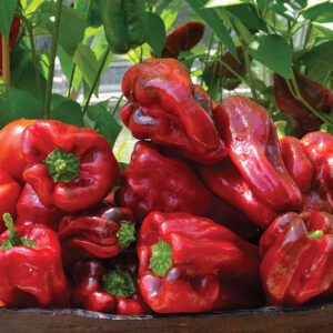 A pile of red peppers with short green stems in front of plants