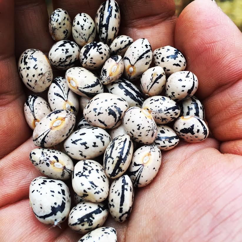 Rowen White's hand holds white and black speckled bean seeds