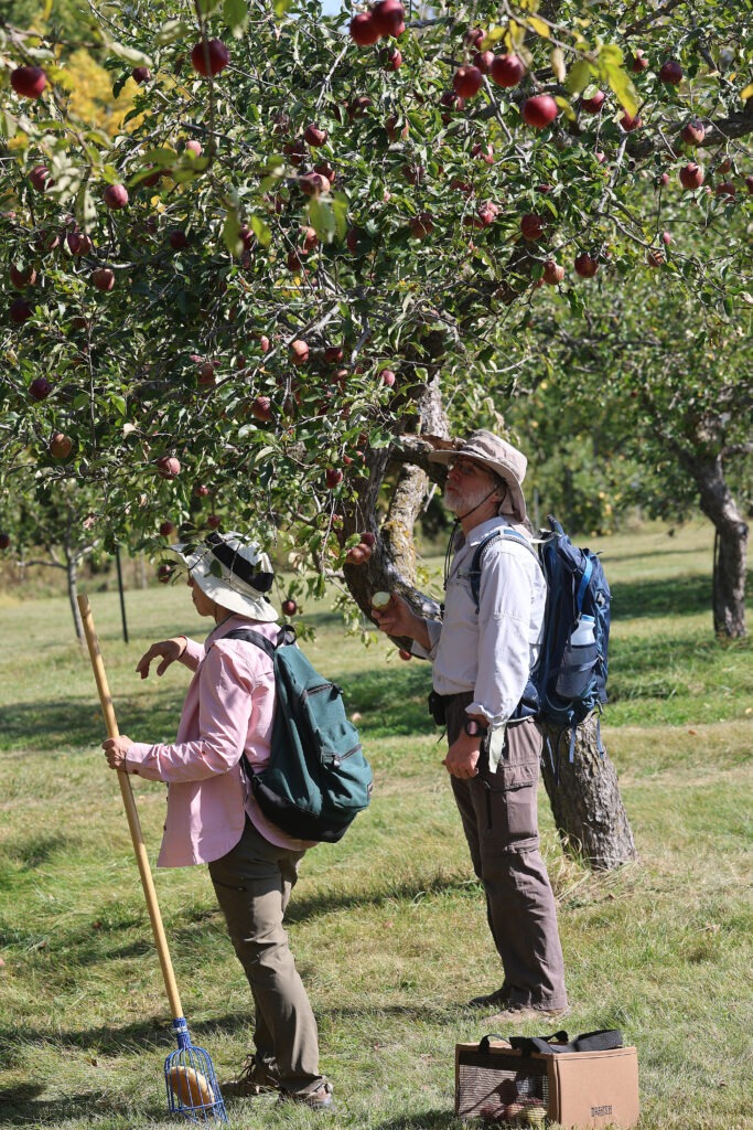 Two people in an apple orchard. 