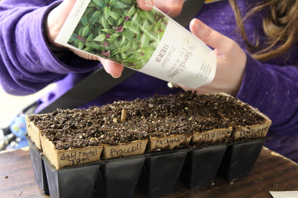 Hands in a seed packet that read "Seed Savers Exchange Thai Basil Herb."