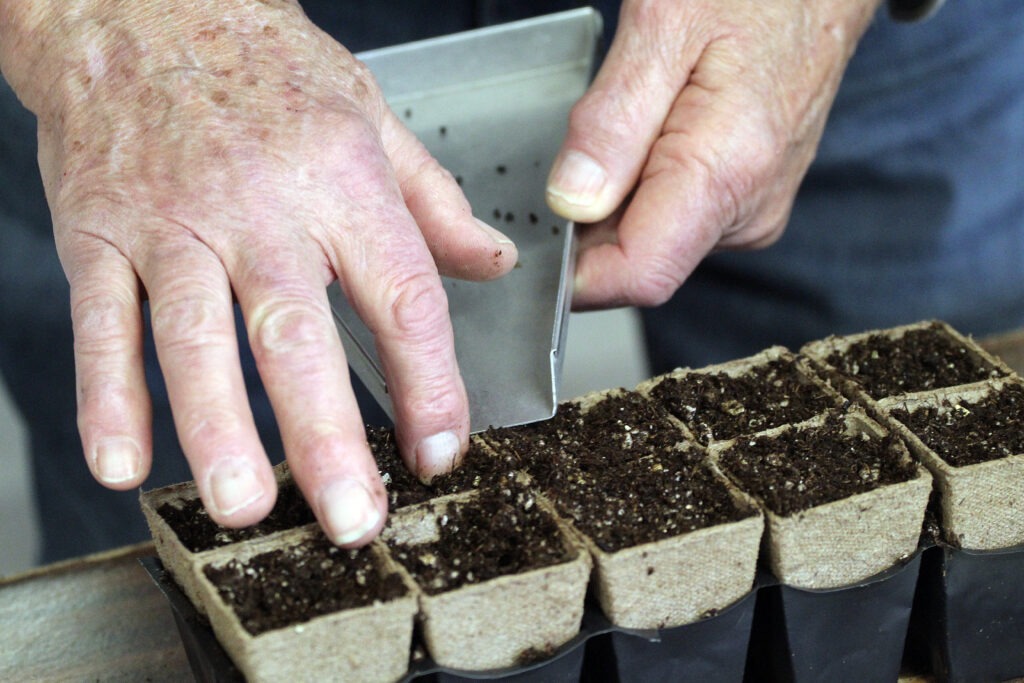 Hands starting seeds.