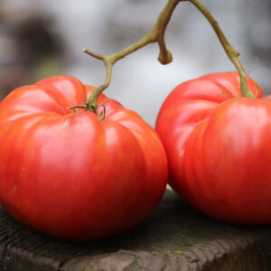 Two plump red tomatoes.