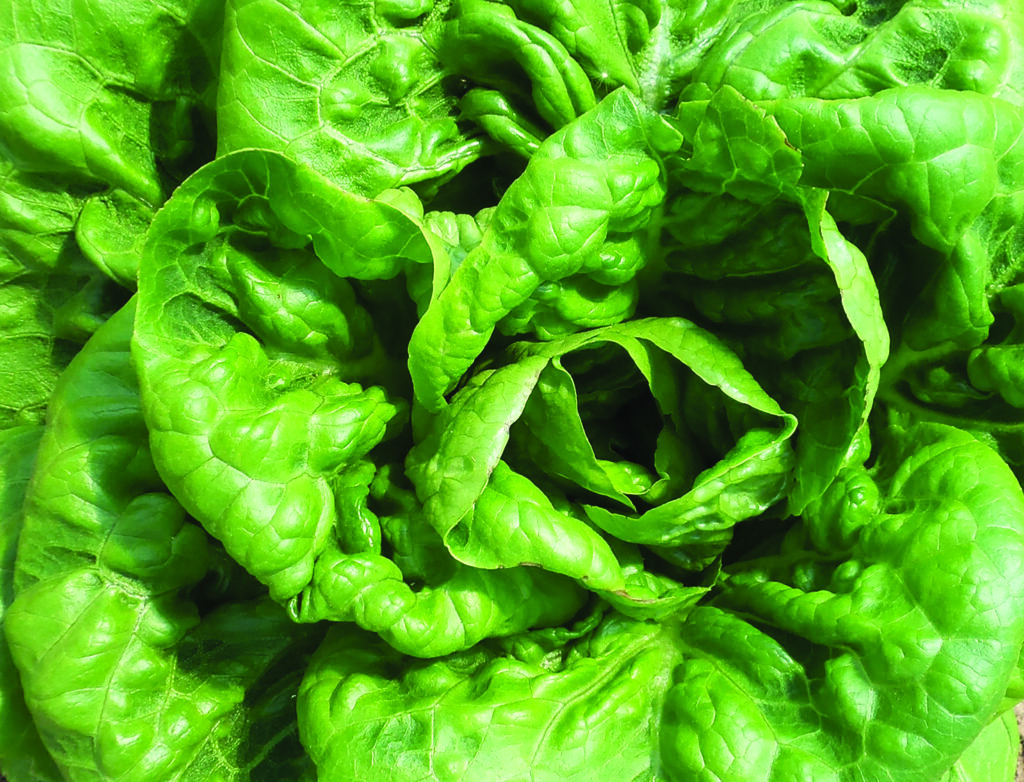 'Aunt Mae's Bibb' lettuce checks all the boxes - SeedSavers