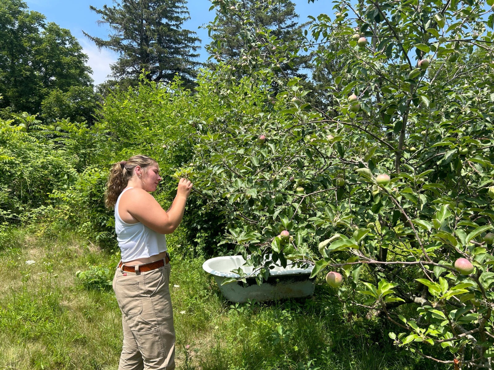 A woman collects leaves from a tree in an apple orchard