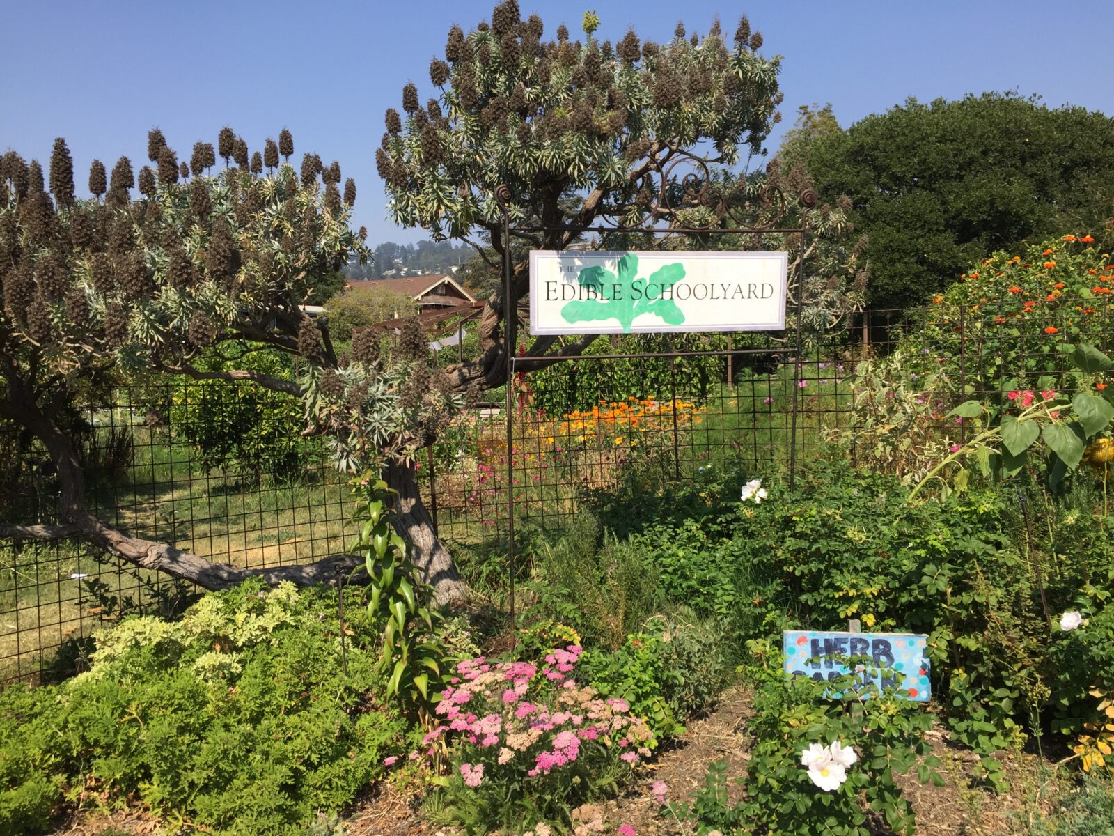 A garden with many plants and trees and a sign saying Edible Schoolyard