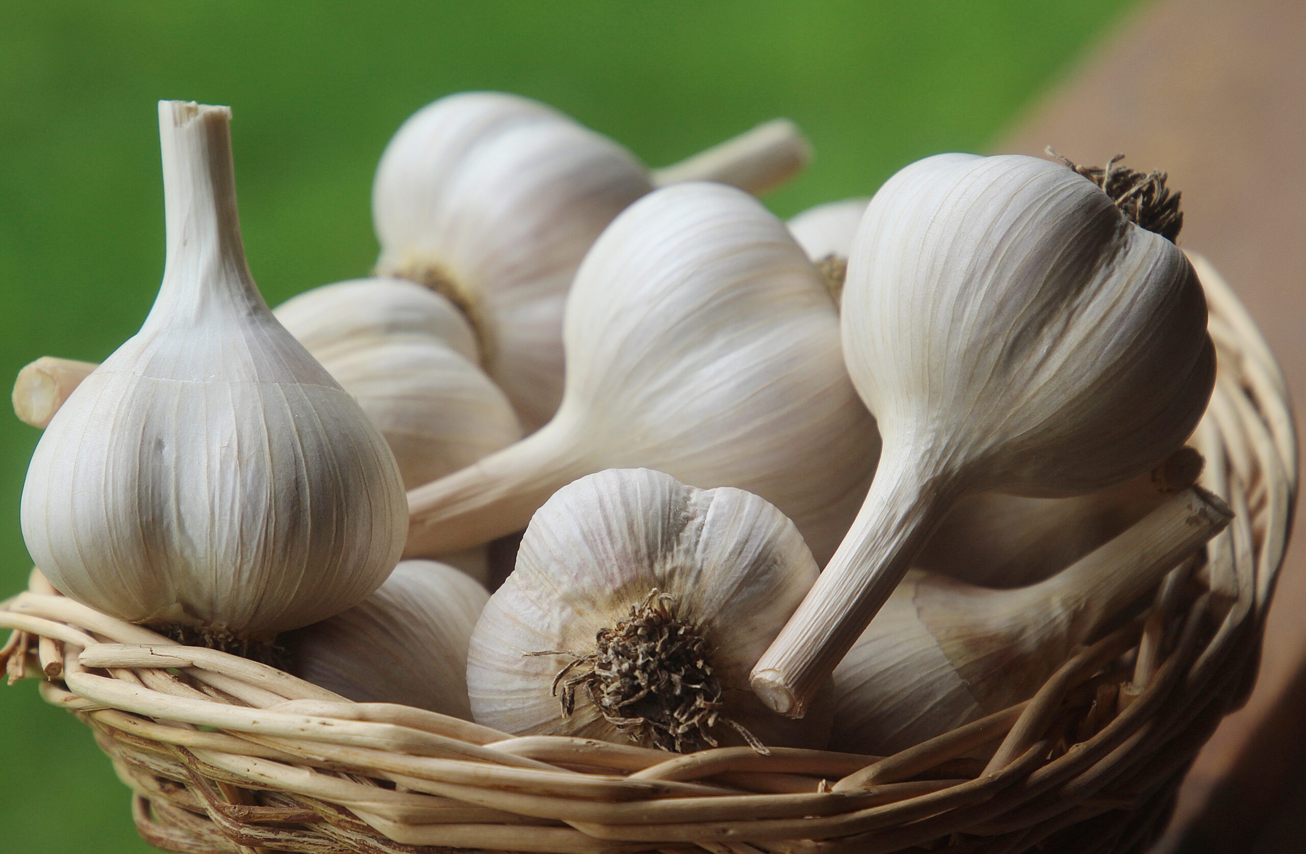 Preorder your garlic now SeedSavers Preorder your garlic now SeedSavers