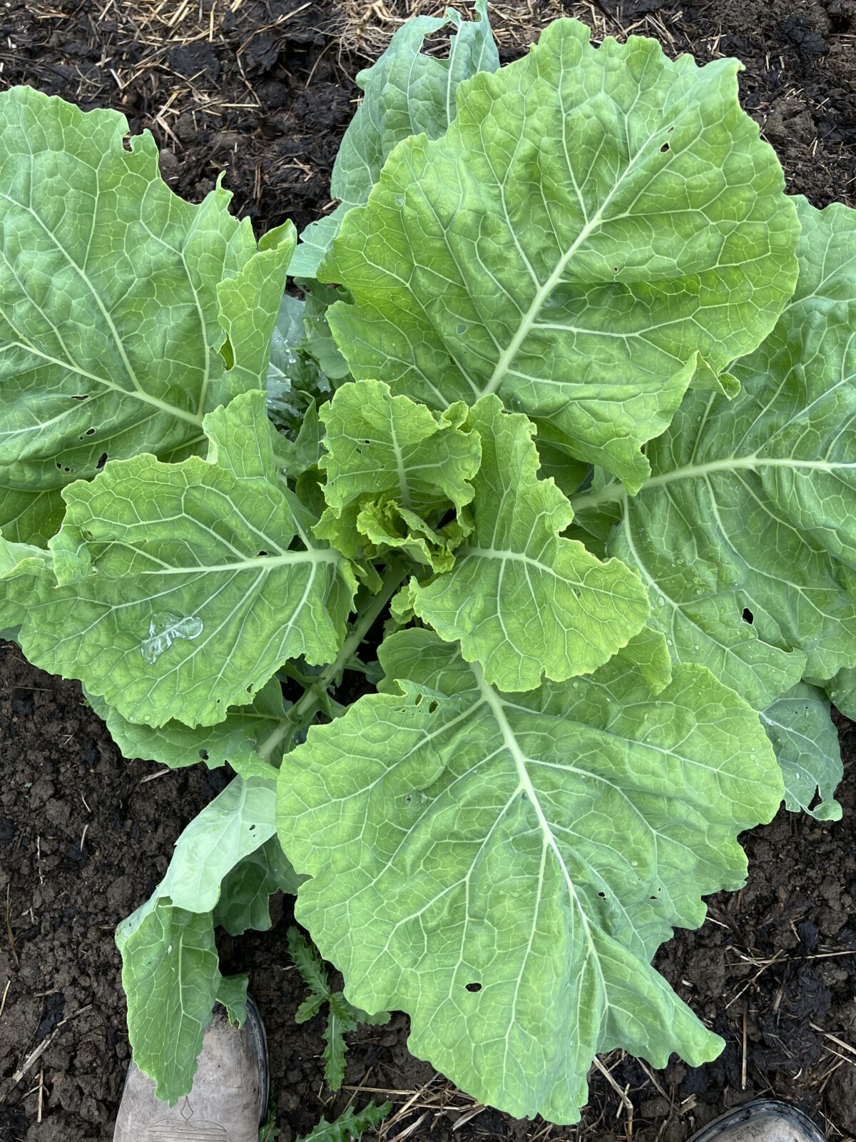 A leafy collard growing in the ground