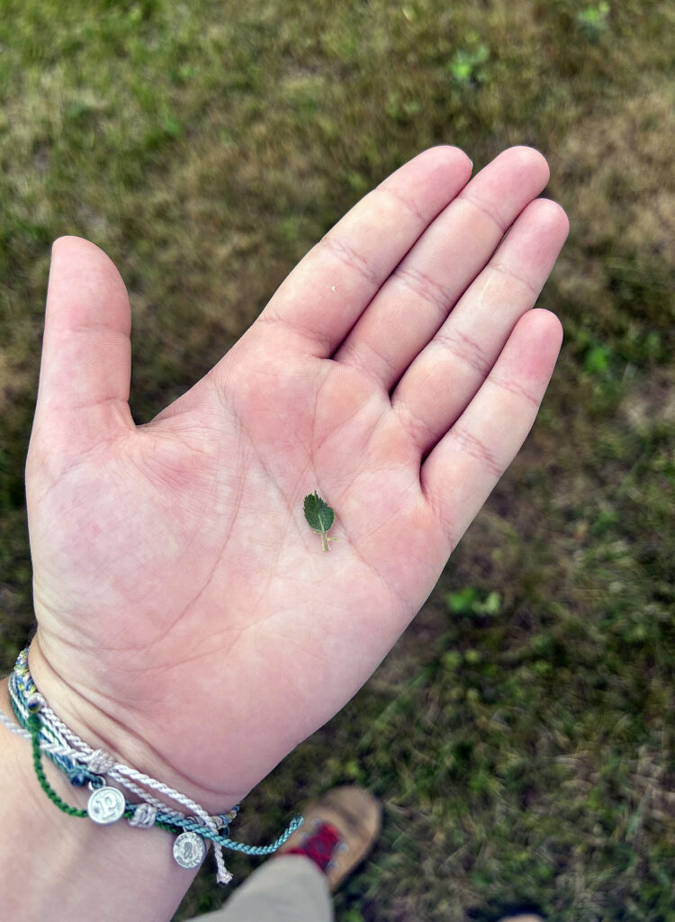 A very small leave resting on an open palm