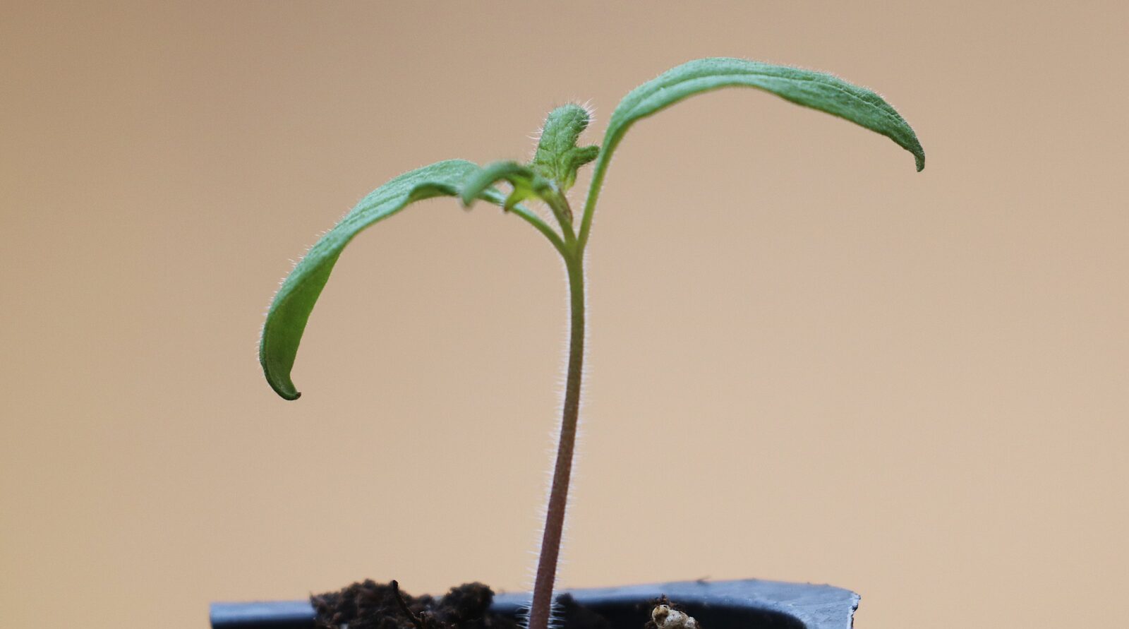 a thinned seedling