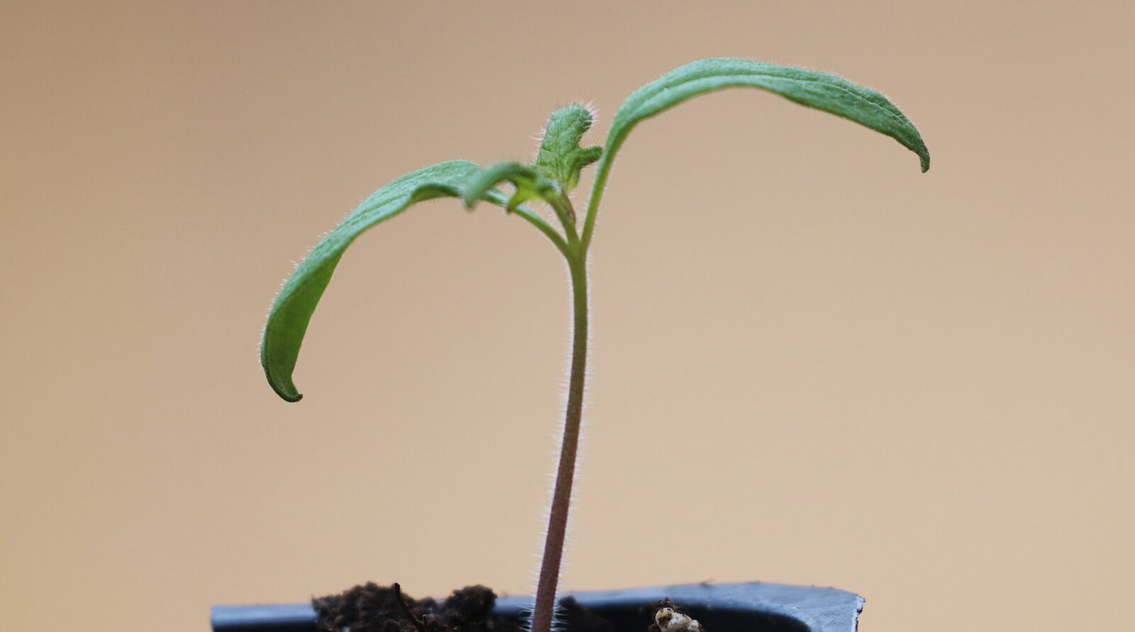 A small plant with four starter leaves in a plastic cell with soil.