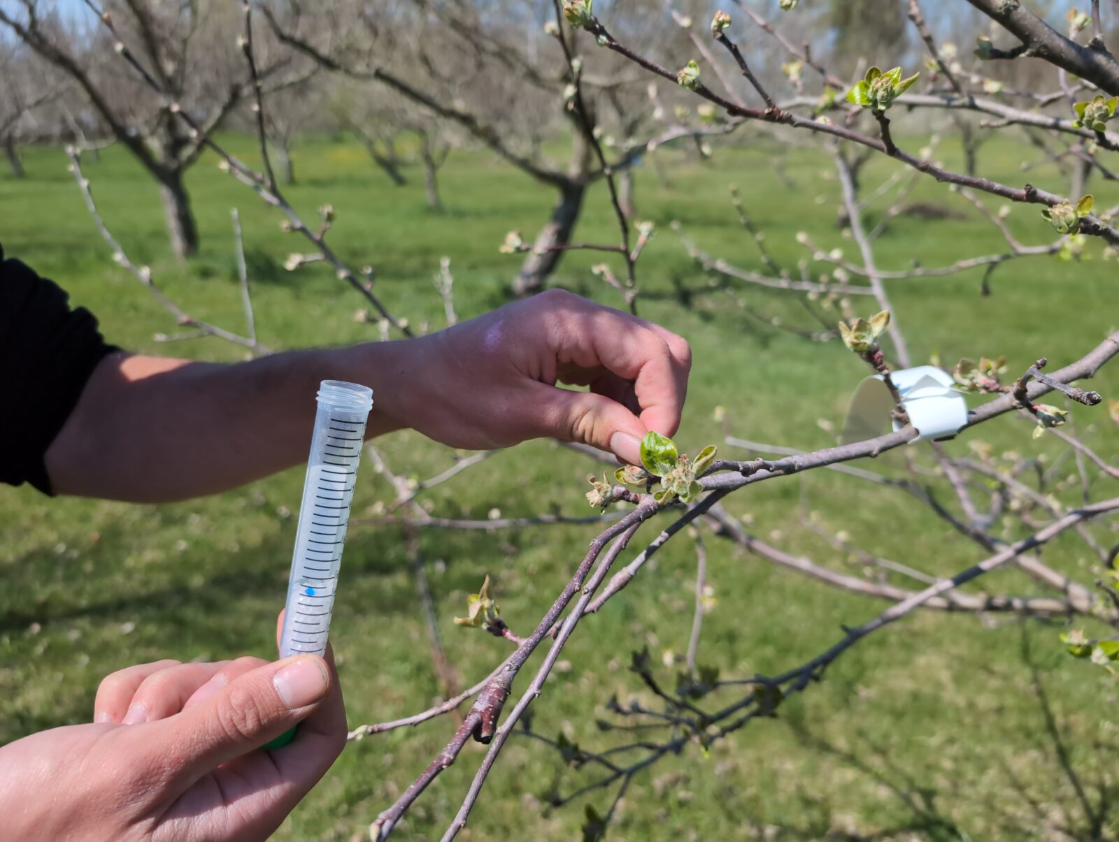 A person's hands holding a test tube and picking a small leaf off of a budding apple tree