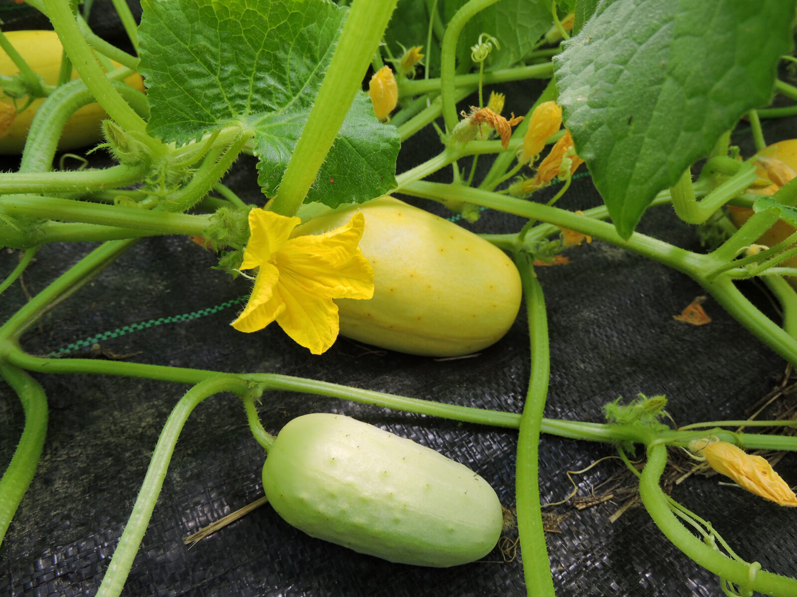 Several small 'North Carolina Heirloom' cucumbers growing on the vine