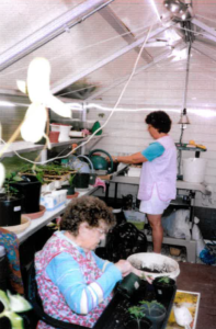 Two women work in a small greenhouse, surrounded by 'Oma's Orange' tomato plants