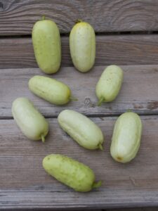 Eight small, pale green 'North Carolina Heirloom' cucumbers on a planked wooden surface