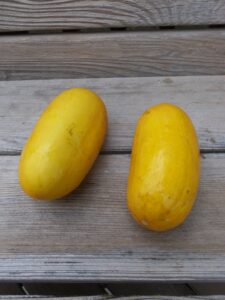 Two small yellow 'North Carolina Heirloom' cucumbers lay on a planked wood surface