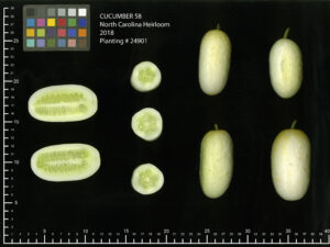 several small whole and sliced 'North Carolina Heirloom' cucumbers on a black background with measurement markers