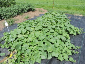A patch of 'North Carolina Heirloom' cucumbers growing