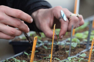 Hands carefully thinning seedlings by using tweezers to lift seedlings out of the soil.
