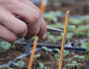 A hand uses tweezers to hold a small seedling lifted out of the cells of soil (thinning seedlings)