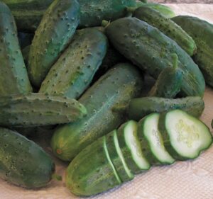 What to plant in your garden in June: 'Snow's Fancy Pickling' cucumber from Seed Savers Exchange