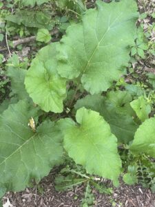 Greater Burdock, an invasive plant, is highly aggressive and should be weeded from your garden