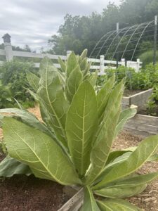 Invasive weed Great Mullein, national weed your garden day