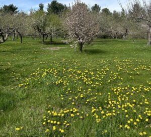 The Historic Orchard covered in dandelions