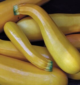 What to plant in your garden in June: Golden Zucchini squash from Seed Savers Exchange