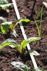 Swiss Chard and leeks planted in a row in the soil, with a tape measure running length-wise through the row