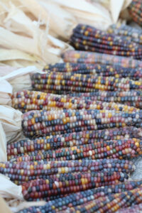 What to plant in your garden in June: 'Glass Gem' corn from Seed Savers Exchange