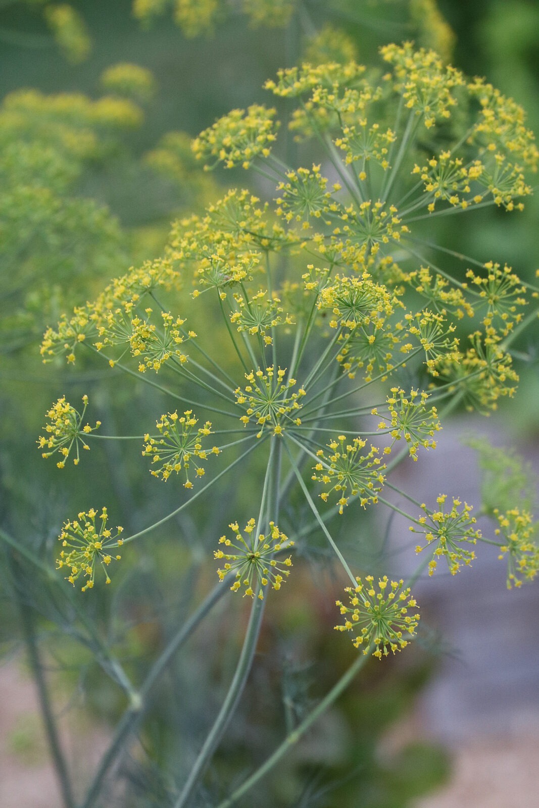 'Grandma Einck's' dill flowers