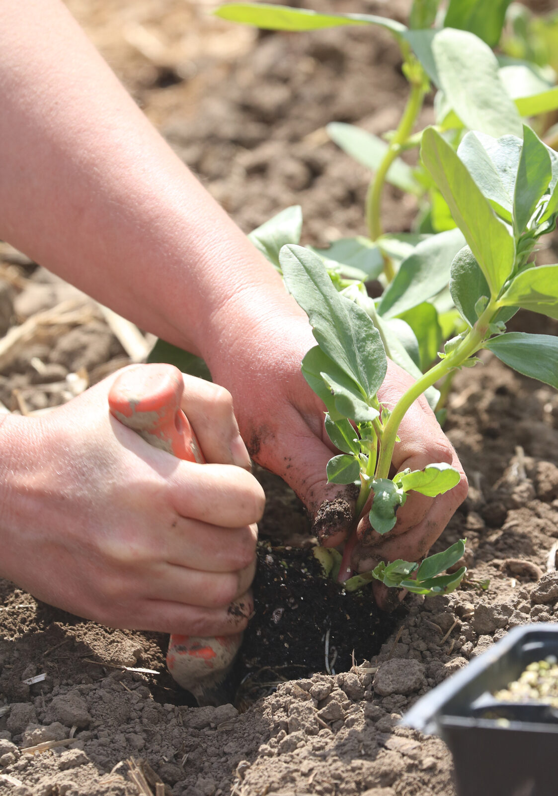 Hands planting a crop with a tool – National Weed Your Garden Day