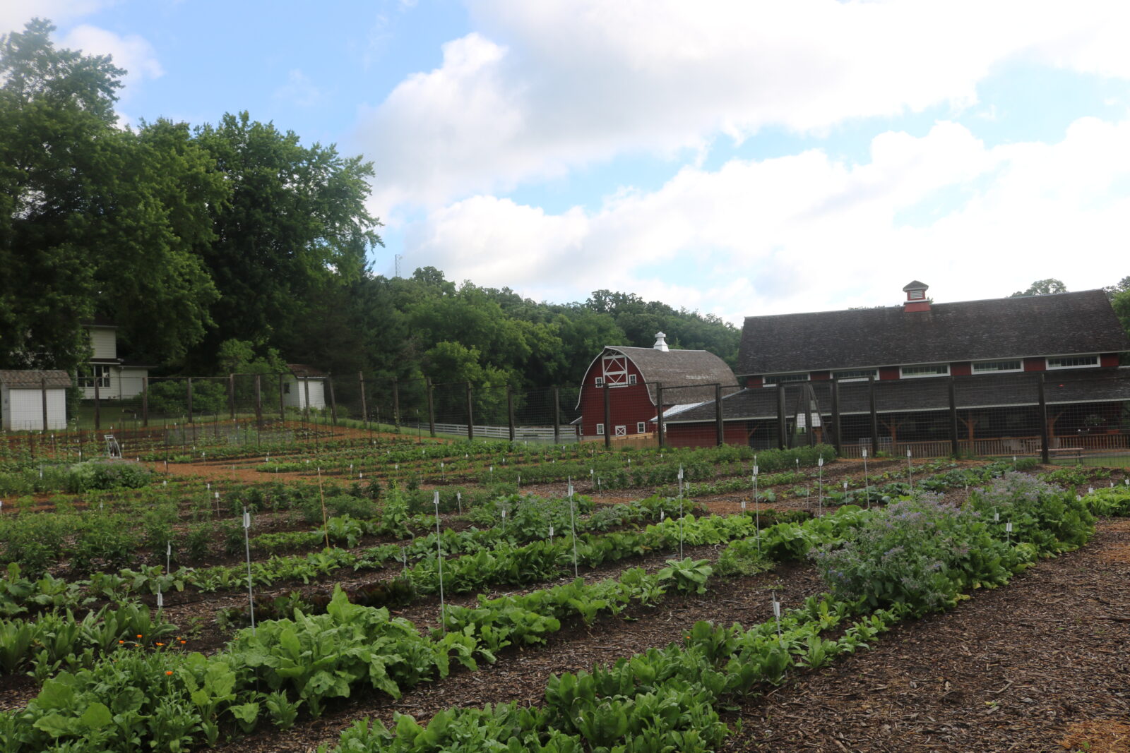 The neat rows of plants in the evaluation garden at Heritage Farm