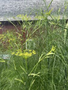 'Grandma Einck's' dill plant growing in front of a barn