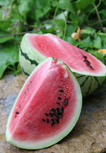 What to plant in your garden in June: 'Chris Cross' watermelon from Seed Savers Exchange 