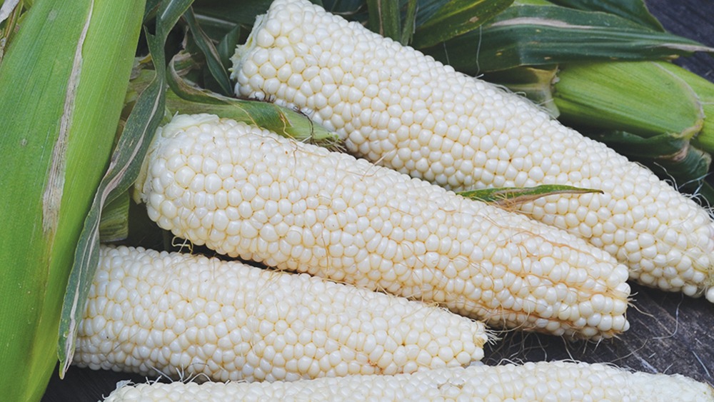 Three pale yellow ears of corn with the husks pealed back