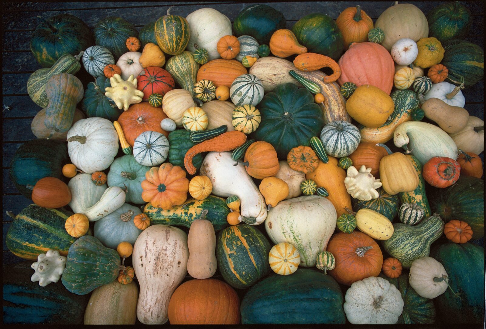 A pile of many squashes with different colors, shapes, and sizes