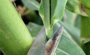 Scissors snip the top off of a corn shoot to prepare the corn for pollination