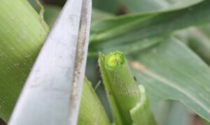 Scissors snip the top off a corn shoot to prepare it for pollination