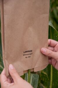 A person flattens a corn tassel bag over a corn plant's tassels