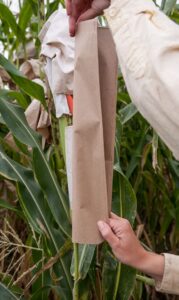 A person folds a brown corn tassel bag in half vertically around a corn stalk.