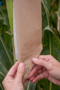 A person secures a brown corn tassel bag around a corn plant stalk