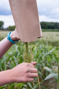 A person places a brown paper corn tassel bag over the tassels of a corn plant