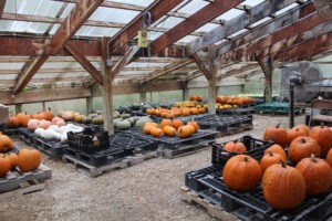 Pallets of different squashes and gourds drying in a greenhouse