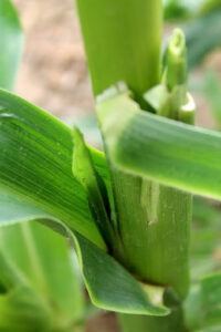 Small green corn shoot emerging from behind a husk leaf