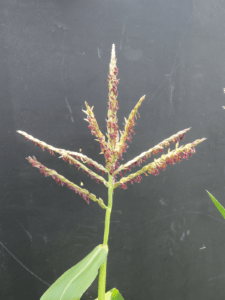 corn tassels expanded horizontally with pollinating anthers